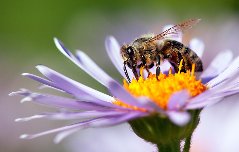 Get to Know Honey Bees