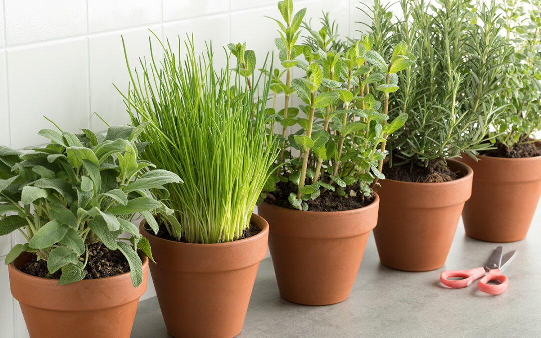 Tips for Growing, Cleaning, and Storing Herbs